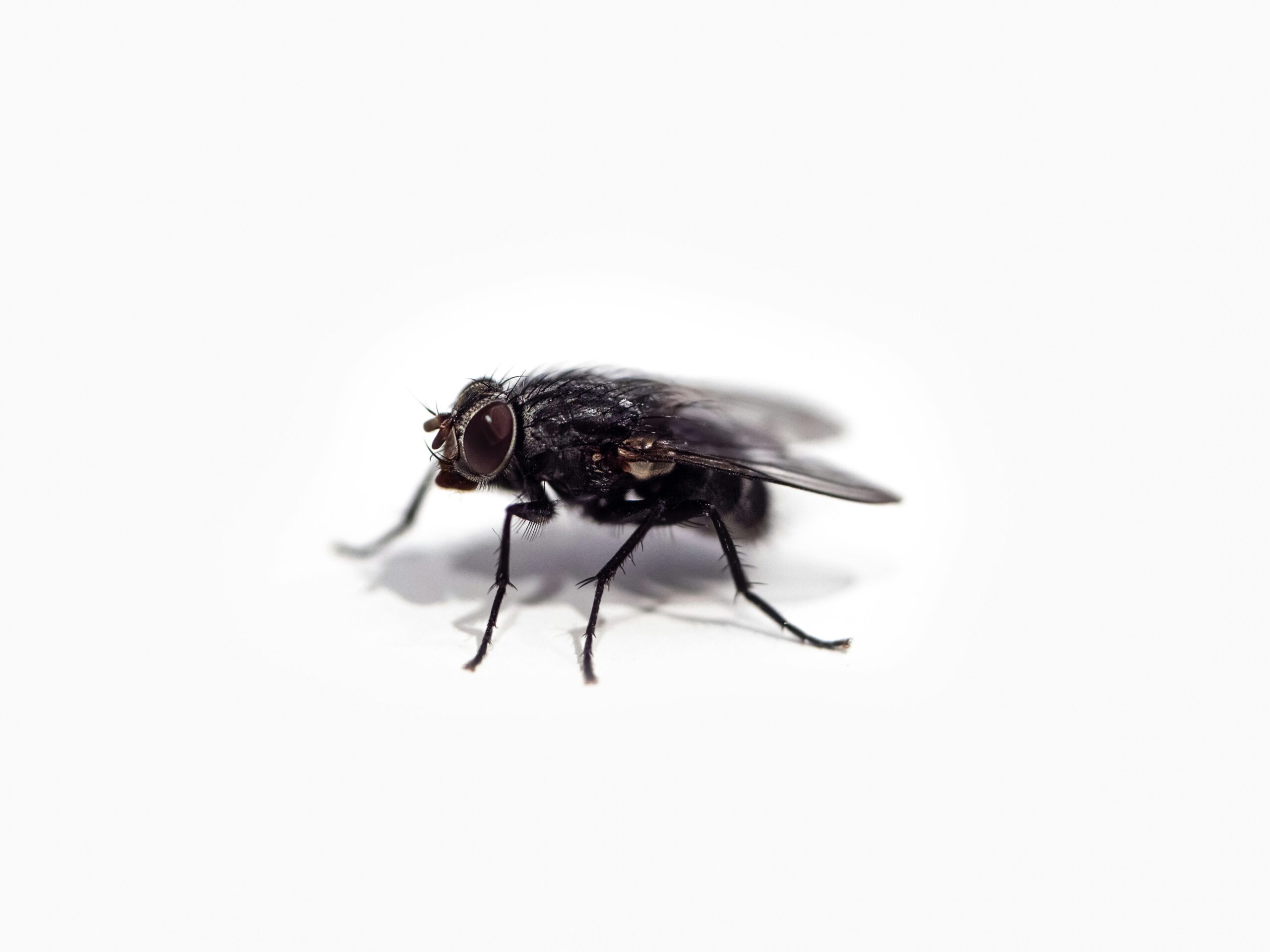 大きなハエ
