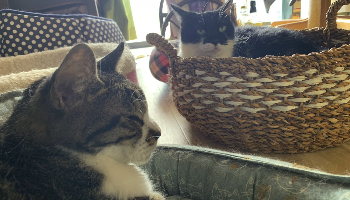 猫多頭飼い_ゴミ屋敷片付け